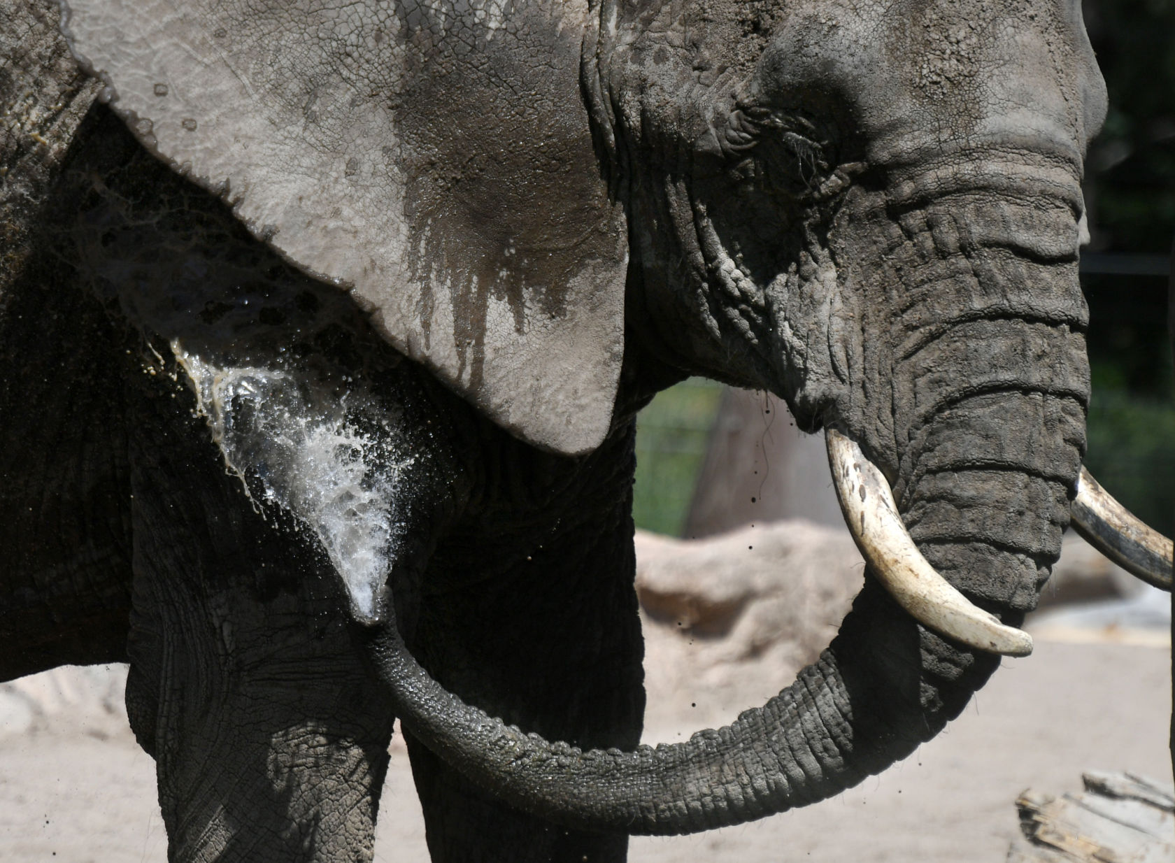 070119-news-elephant 11.JPG